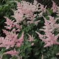 Astilbe japonica Peach Blossom - Pluimspirea