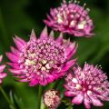 Astrantia major Rubra - Zeeuws knoopje