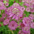 Astrantia major Star of Passion - Zeeuws knoopje