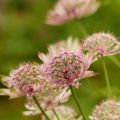 Astrantia major Pink Pride - Zeeuws knoopje