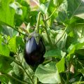 Aubergine Bonica F1 (jonge planten - geënt)