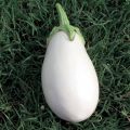Aubergine Clara F1 (jonge planten - geënt)