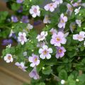 Bacopa Gulliver Pink Heart