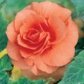 Begonia grandiflora Salmon - Grootbloemige begonia