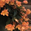 Begonia Belleconia Mango - Hangbegonia