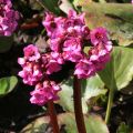 Bergenia Abendglut - Schoenlappersplant