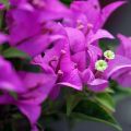 Bougainvillea Violet de Mèze - Papierbloem