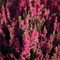 Calluna vulgaris Dark Beauty - Zomerheide