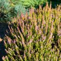 Calluna vulgaris Winter Chocolate - Zomerheide