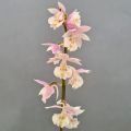 Calanthe Pink & Cream - Tuinorchidee