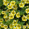 Calibrachoa Superbells Lemon Slice - Mini petunia