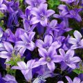 Campanula portenschlagiana - Dalmatiëklokje