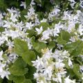 Campanula poscharskyana E.H. Frost - Kruipklokje