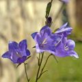 Campanula persicifolia - Prachtklokje