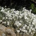 Cerastium tomentosum Yo Yo - Viltige hoornbloem