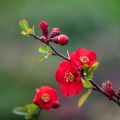Chaenomeles superba Nicoline - Chinese sierkwee