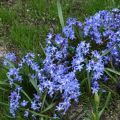 Chionodoxa sardensis - Sneeuwroem