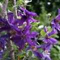 Clematis Saphyra Violetta - Struikclematis