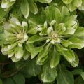 Clematis Green Passion - Grootbloemige bosrank