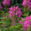 Cleome spinosa Sparkler 2.0 Roze