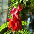 Clianthus puniceus Kaka King - Pince de Homard