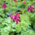 Dicentra King of Hearts - Gebroken hartje