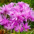 Colchicum automnale Waterlily - Herfsttijloos