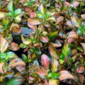 Coprosma Evening Glow - Spiegelplant