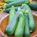 Courgette Sure Thing F1 (jonge planten)