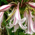 Crinum Striped Beauty - Haaklelie