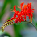 Crocosmia Lucifer - Montbretia