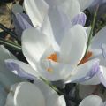 Crocus chrysanthus Blue Pearl - Sneeuwkrokus