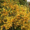 Cytisus scoparius Palette - Brem