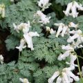 Dicentra Ivory Hearts - Gebroken hartje