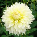 Dahlia Canary Fubuki - Fimbriata-dahlia