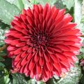 Dahlia Frivoleus Glow - dwergdahlia