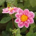 Dahlia Hartenaas - Halskraagdahlia