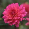 Dahlia Karma Fuchsiana - decoratieve dahlia