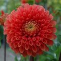 Dahlia Jowey Linda - baldahlia