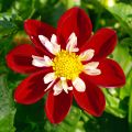 Dahlia Mary Evelyn - halskraagdahlia
