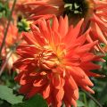Dahlia Motto - decoratieve dahlia