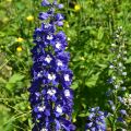 Delphinium Pacific Blue Bird - Ridderspoor