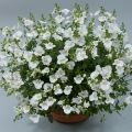 Diascia Breezee Plus Wit - Elfenspoor