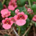 Diascia barberae Ruby Field - Elfenspoor