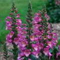 Digitalis valinii Berry Canary - Vingerhoedskruid