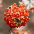Edgeworthia chrysantha Red Dragon Akebono - Papierstruik