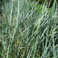 Elymus magellanicus - Hondstarwegras