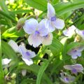 Tradescantia andersoniana Osprey - Eendagsbloem