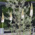 Eremurus White Beauty Favourite - Steppenlelie