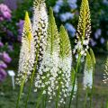 Eremurus himalaicus - Steppenlelie